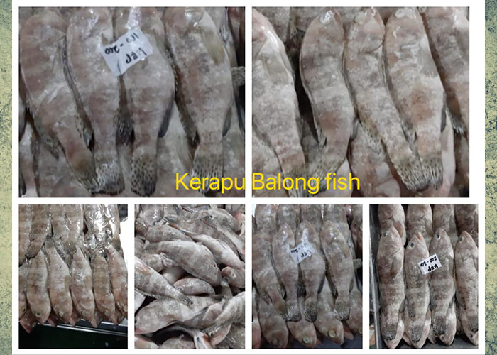 Kerapu Balong Fish