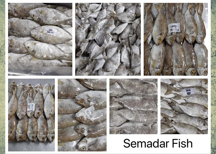 Ikan Semadar